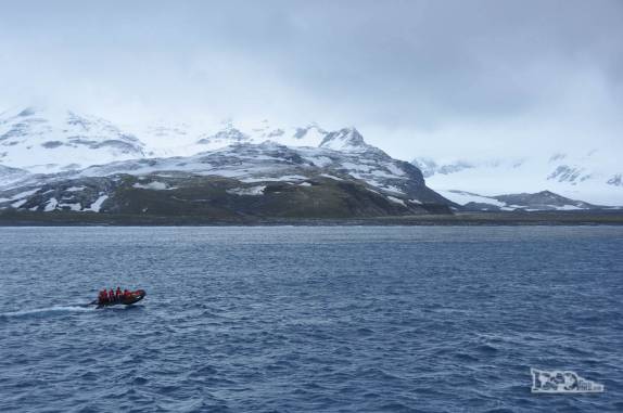 Como sempre, o zodiac com os guias é o primeiro a desembarcar em Salisbury Plain, na Geórgia do Sul